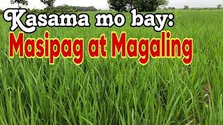 Kailangan sa Katulong Para Uunlad ang Pagsasaka || The Ultimate Guide for Thriving Crop Production