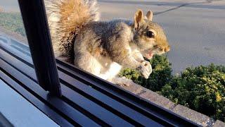 Squirrel chokes eating peanuts too fast