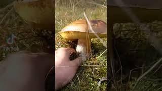 Mushroom growing in the field / Grzyb rosnący w polu #shorts #mushroom #grzyby #wildlife