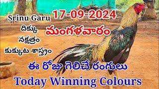 17 September 2024 Today Winning Colours#kukkutasastram  @SrinuGariFarms   @SrinuGaruSGF