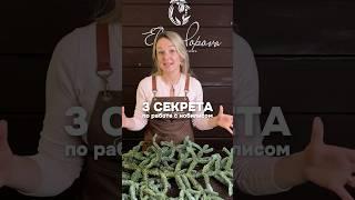 ТРИ СЕКРЕТА по работе с нобилисом