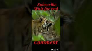 #youtube #shot //king of lion