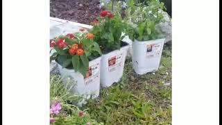 Meu jardim na Florida Live Stream