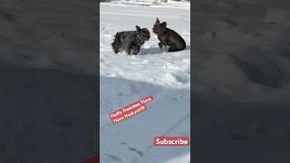 Fluffy Frenchies love snow #puppy #respect #frenchbulldog #frenchie #worldsbesttalent #ddg #kai