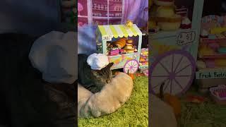 That bread stand tho  El panadero con el pan  #pan #chefgary #youtube #cats #cat