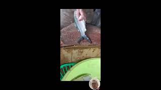 Kuya Jing TV  is live! remove scales& slicing milkfish#satisfying#asmr#viral