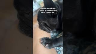 Can you put this into words??  #dog #dogmom #frenchbulldog