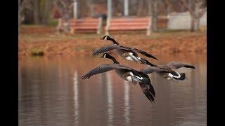 Osprey Imaging - Long Island Sound Waterfowl