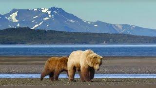 Grizzly Bear Hunts For Clams | Wild Alaska | BBC Earth