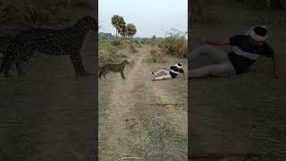 Chita attack #reel #reels #trending #viral #viralreels #video #tiger #wildlife #reelsvideo