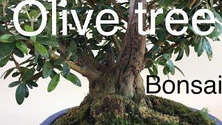 Bonsai - Olive Trees Summer Pruning, four Olive trees July 22 2019