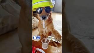 Funny dog Cute Cat Videos #shorts #youtubeshorts