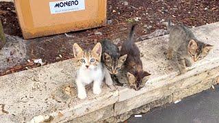 Hungry kittens run after mother cat to suck milk