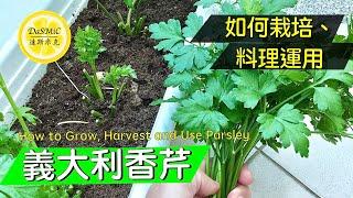 《洋香菜》栽培及料理運用 | How to Grow, Harvest and Use Parsley | Gardening | Tips