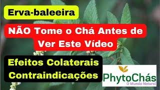 Você Pode Tomar Chá de Erva-baleeira? | Efeitos colaterais e Contraindicações | PhytoChás