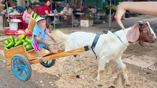 Cutis Takes Goat To Harvest A Lot Of Avocados Go Market Sell