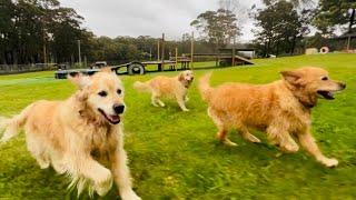 Our furry crew, are raring to rock daycare with paddock! Ash's mini-me's pitched in with BBQ duties!