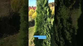 Do you know the name of this Arborvitae?  It is at Highland Hill Farm call us at 215 651 8329