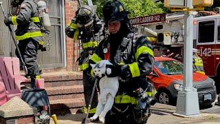  2 CATS RESCUED  FDNY Queens All Hands  Box 2121 Fire was in the Basement of a Private Dwelling