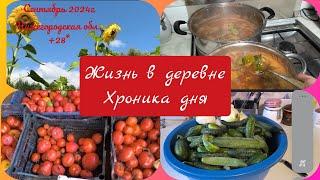 Жизнь в деревне.Хроника дня.Заготовки продолжаются ,а урожай не заканчивается 