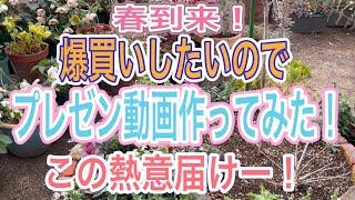 【ガーデニング】【爆買い予告】爆買いしたくてプレゼン動画作ってみた‼️これを見たら誰でも買っていいよーって言ってくれるはず‼️春は我慢しない