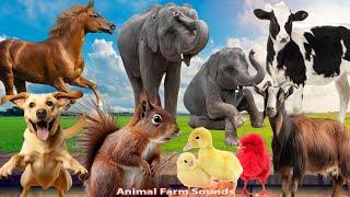 Animal Farm Sounds: Pig, Monkey, Cat, Chicken, Cow, Goat, Dog, Horse, Elephant - Animal moments