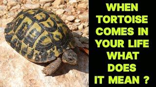 WHEN TORTOISE COMES IN YOUR LIFE WHAT DOES IT MEAN ?