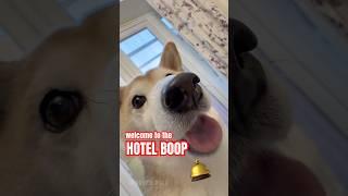 hotel boop ️ #cutenessoverload