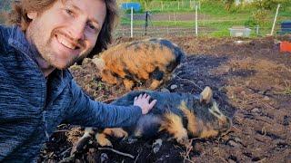 Kunekune Pigs - Everything You Need To Know