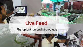 Live Feed 2 : Phytoplankton & Microalgae