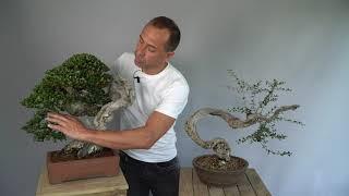 Olive Bonsai demo