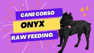 *** Raw Feeding *** Onyx the Cane Croso