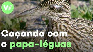 Papa-léguas vs. Cascavel: na caçada com o pássaro mais rápido do faroeste