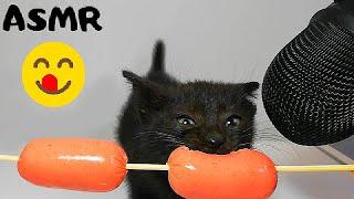 Kitten eating Sausage ASMR