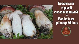 Белый гриб сосновый - Boletus pinophilus. Один из лучших!