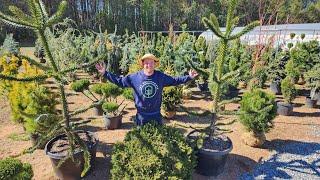 Phenomenal Conifer Tour! |Evergreens and Conifers That Grow in the South|