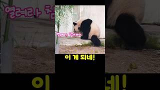 열려라 참께!#루이바오 #아이바오 #후이바오