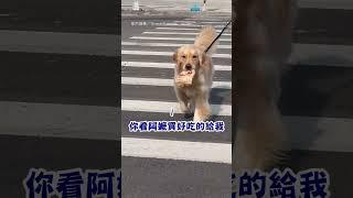 【嘴角比AK還難壓】黃金獵犬陪阿嬤去超商 叼地瓜開心過馬路｜寵物｜狗狗｜黃金獵犬｜地瓜｜開心｜可愛