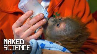 The Science Behind The Nurture Of Orangutans | Monkey Life