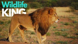 Lions: Kings of the African Savannaha | Story of Survival | Documentary | Wildlife Explorer | Nature