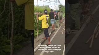 Tikam Turo,Tradisi Katolik di Larantuka,Flores