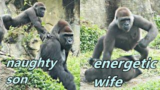 Gorilla D'jeeco family's chill morning / 迪亞哥家族悠閒的早晨