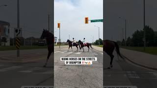 Riding HORSES On The Streets Of Brampton