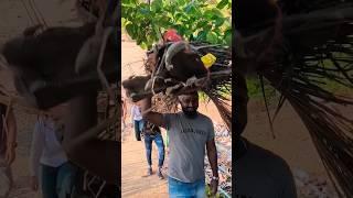 Hard Working man carries palm leaves on head in #india #indian #travel #shorts