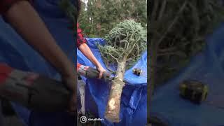 Don’t do this to your Christmas tree
