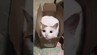 Funny cute animals/Part 93 #cat  #catsanddogs   #catsanddogs   #pets  #funnycats  #cute