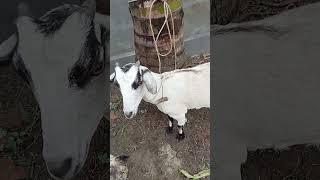 Small Livestock big economy #bdvets #goat  #livestock_blooming