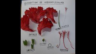 DISSECTION OF HIBISCUS FLOWER | Hibiscus rosa-sinesis | China Rose