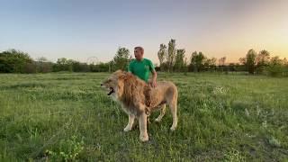 Это видео ВАС ШОКИРУЕТ! Олег Зубков кидается в стаю РАЗЪЯРЁННЫХ ЛЬВОВ, защищая молодого льва!