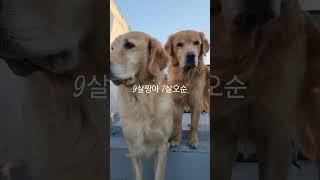 춘천리트리버 6마리 평상시일상 #짱아네가족 #3대가사는집 #goldenretriever